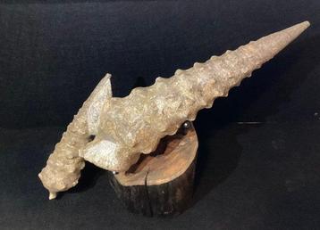 Campanile Lachesis fossilisé denviron 54 cm/34 cm sur