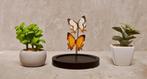 Papillon Support de corps entier pour taxidermie - Cyrestis, Collections, Collections Animaux
