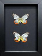 Papillon Support de corps entier pour taxidermie - Delias