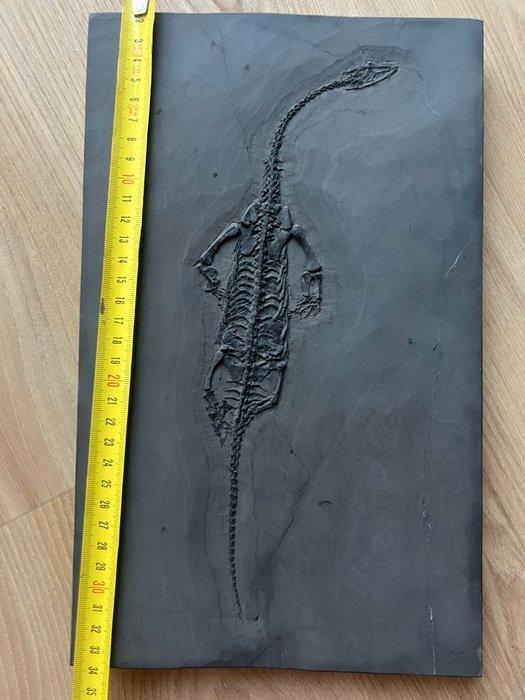 Zeereptiel - Gefossiliseerd dier - Fossil de Keichousaurus -, Verzamelen, Mineralen en Fossielen