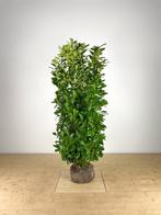 prunus novita  haag laurier, Tuin en Terras, Planten | Struiken en Hagen, Haag, Laurier, 100 tot 250 cm
