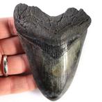 Megalodon-haaientand - Fossiele tand - Carcharocles, Verzamelen