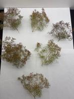 Realistische Bomen - Zeeschuim - Teloxys Aristata H0, N, TT, Nieuw