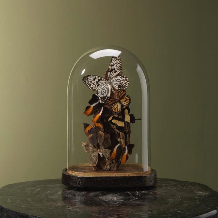 Vlinders in Stolp Taxidermie Opgezette Dieren By Max, Verzamelen, Dierenverzamelingen, Opgezet dier, Nieuw, Insect, Ophalen of Verzenden