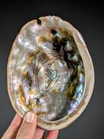 Abalone rouge magnifique Coquillage marin - Haliotis, Nieuw