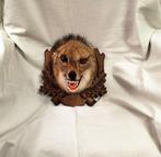 Goudjakhals Taxidermie hoofdmontage - Canis aureus - 23 cm -, Verzamelen, Dierenverzamelingen, Nieuw