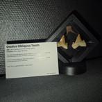 Requin Dent - - Otodus Obliquus haaien tanden - 5 cm - 5 cm