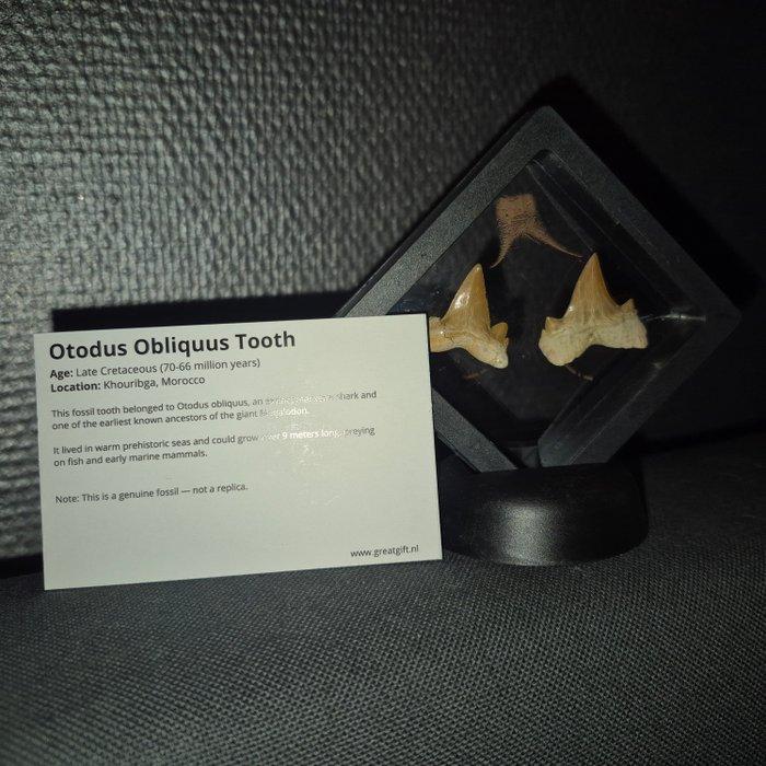 Requin Dent - - Otodus Obliquus haaien tanden - 5 cm - 5 cm, Antiquités & Art, Curiosités & Brocante