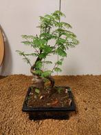 Bonsaï Sequoia côtiers/sapin d’eau (Sequoia) - Hauteur