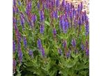 Veiling - 20x Salvia nemorosa Blaukönigin, Tuin en Terras, Planten | Tuinplanten