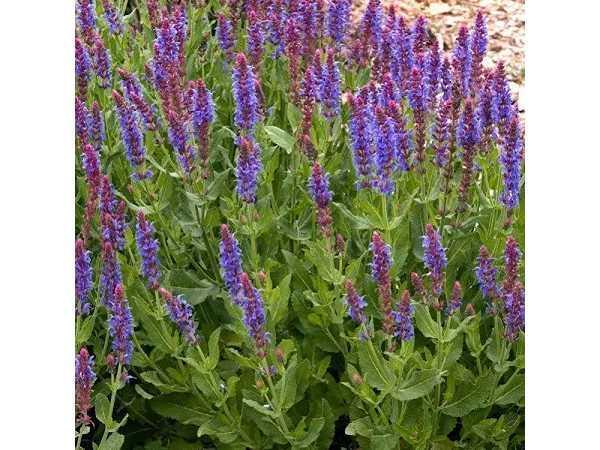 Veiling - 20x Salvia nemorosa Blaukönigin, Tuin en Terras, Planten | Tuinplanten