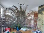 Pauw Taxidermie volledige montage - Pavo cristatus - 180 cm, Nieuw