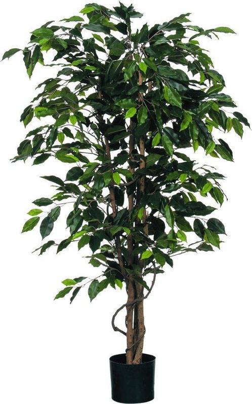 Tweedekans | Mica Decorations Ficus Kunstplant - H150 x Ø85, Tuin en Terras, Planten | Tuinplanten, Ophalen of Verzenden