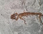 Krokodilsalamander - Gefossiliseerd dier - Chelotriton