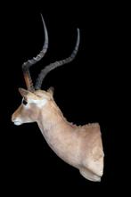 Impala Support de corps entier pour taxidermie - Aepyceros, Verzamelen, Nieuw