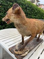 Rode vos Taxidermie volledige montage - Vulpes vulpes - 70
