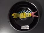 Kosta Boda - Ulrica Hydman-Vallien - Plat (12) - Verre