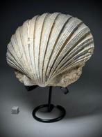 Grote fossiele Pecten - 16 cm - Gefossiliseerde schelp -, Verzamelen