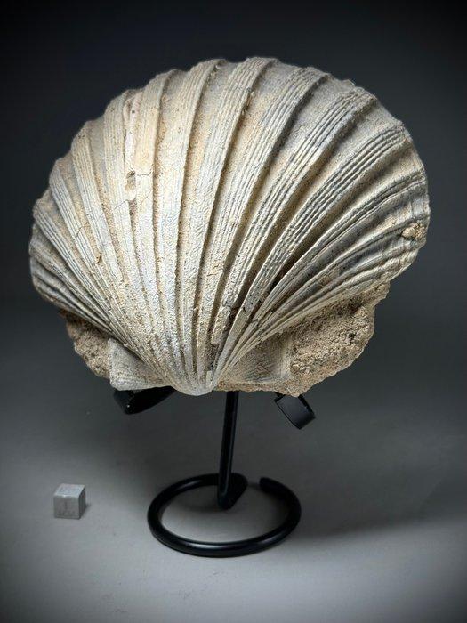 Grote fossiele Pecten - 16 cm - Gefossiliseerde schelp -, Verzamelen, Mineralen en Fossielen