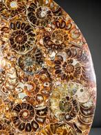 Decoratieve schijf gemaakt van ammonieten - Gefossiliseerde