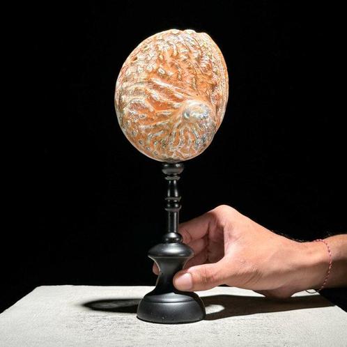 Decoratief ornament - NO RESERVE PRICE - Pair of decorative, Antiek en Kunst, Kunst | Designobjecten