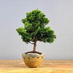 Hinoki cipres bonsai (Chamaecyparis obtusa) - Hoogte (boom):, Antiquités & Art, Art | Peinture | Classique