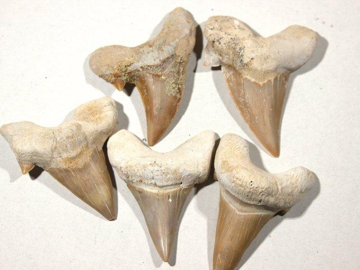 Otodus-haai tandenverzameling - Fossiele tand (Zonder, Verzamelen, Mineralen en Fossielen