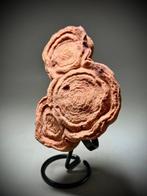 Oudste fossiel op aarde - gedateerd op ongeveer 1,1 miljard