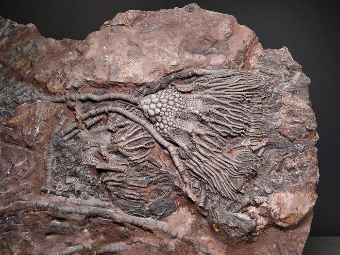 Crinoide - Gefossiliseerd dier - Scyphocrinites elegans - 49, Verzamelen, Mineralen en Fossielen