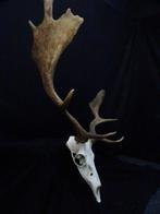 Fallow Buck Trophy Schedel - Dama dama - 26 cm - 70 cm - 62, Nieuw