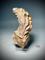 Bizarre reuzen fossiele schelp - Gefossiliseerde schelp -, Verzamelen