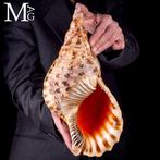 Charonia Tritonis – Géant Triton de Madagascar - Giant, Nieuw