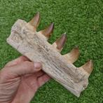 Fossil mosasaur jaw - Gefossiliseerde kaak - Mosasaurus