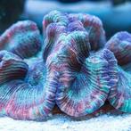 Trachyphyllia multicolor Premium Grade L (Circa 15 cm), Dieren en Toebehoren, Vissen | Vijvervissen