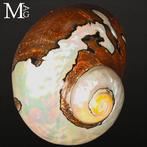 Coquillage en mèreperle de qualité supérieure Coquillage de, Collections, Minéraux & Fossiles