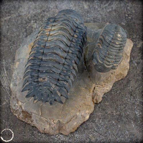 Zeer goed bewaarde trilobietfossielen - Crotalocephalina,, Verzamelen, Mineralen en Fossielen
