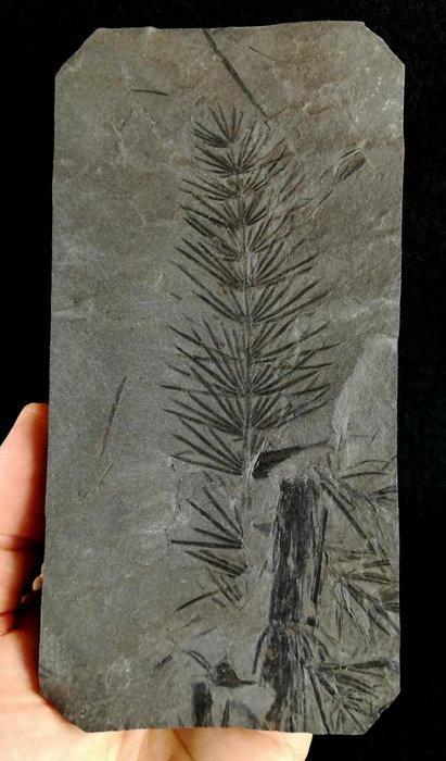 Fossiele plant met uitzonderlijke conservering!! - Cola de, Verzamelen, Mineralen en Fossielen