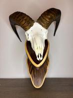 Mouflon Schedel van een zoogdier - Ovis gmelini - 50 cm - 40