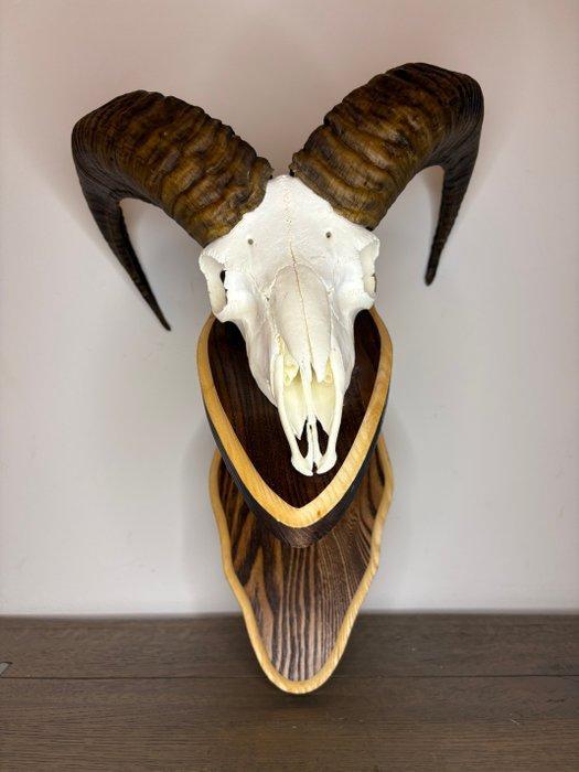 Mouflon Schedel van een zoogdier - Ovis gmelini - 50 cm - 40, Antiek en Kunst, Curiosa en Brocante