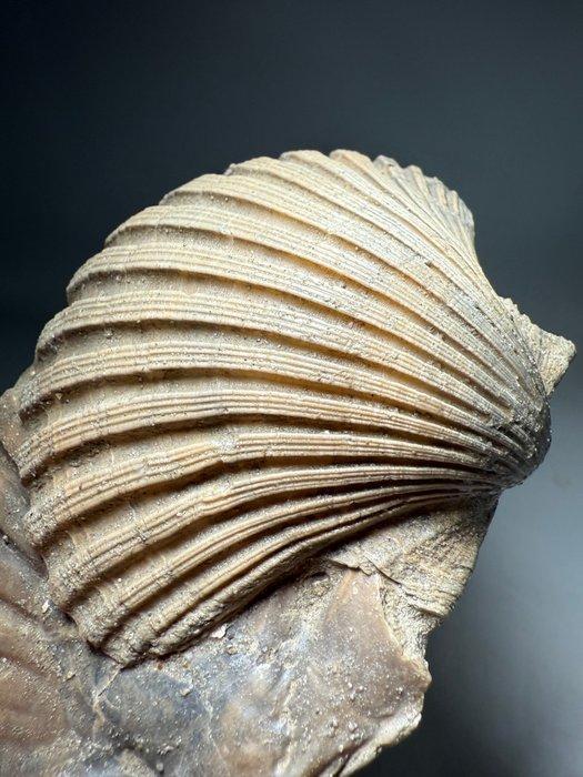 Grote fossiele Pecten - Gefossiliseerde schelp - Pecten, Verzamelen, Mineralen en Fossielen