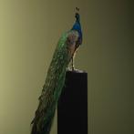 Paon Support de corps entier pour taxidermie - Pavo, Nieuw