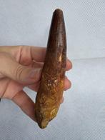 Dinosaurus - Fossiele tand - Spinosaurus aegyptiacus - 11.6, Verzamelen