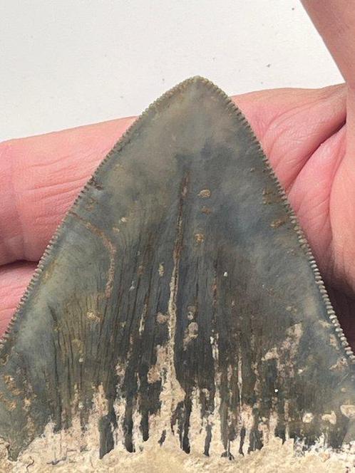Megalodon tand 10,3 cm - Fossiele tand - Carcharocles, Verzamelen, Mineralen en Fossielen