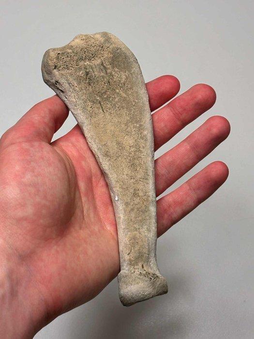 zegel - Fossiel bot, Verzamelen, Mineralen en Fossielen