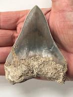 Megalodon tand 9,3 cm - Fossiele tand - Carcharocles, Verzamelen
