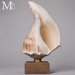 Decoratieve Busicon-schelp op houten en koperen basis -, Antiek en Kunst