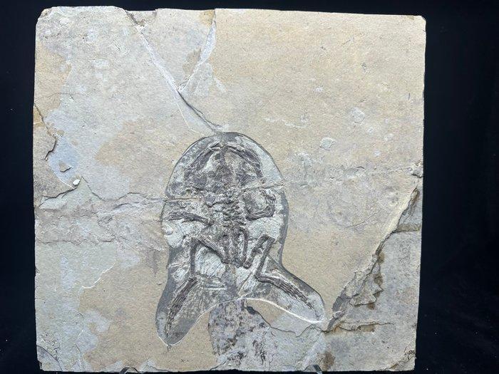 Matrice fossile - Callobatrachus sanyanensis - 29 cm - 31 cm, Verzamelen, Mineralen en Fossielen