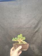 Bonsaï de chèvrefeuille - Hauteur (arbre) : 12 cm -