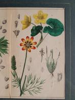 Prof. C. A. J. A. Oudemans - Oudemans - Five original Dutch