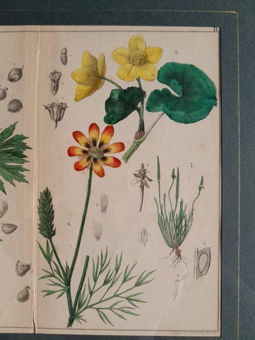 Prof. C. A. J. A. Oudemans - Oudemans - Five original Dutch, Antiek en Kunst, Curiosa en Brocante